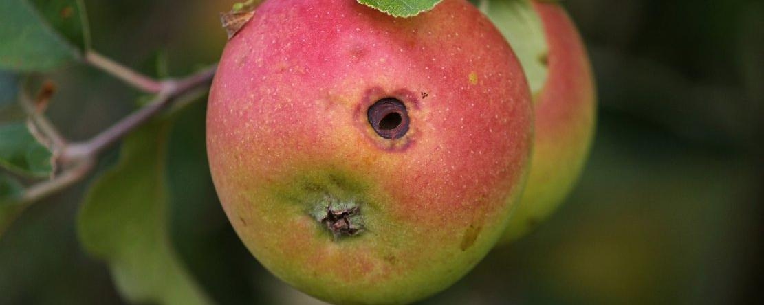ver dans la pomme